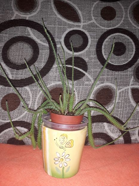 Cactus - Florile mele iubite