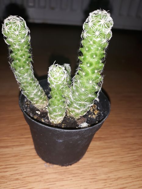 Cactus - Florile mele iubite