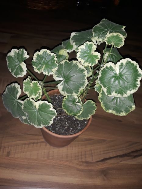 Muscata variegata cu flori portocalii - Florile mele iubite