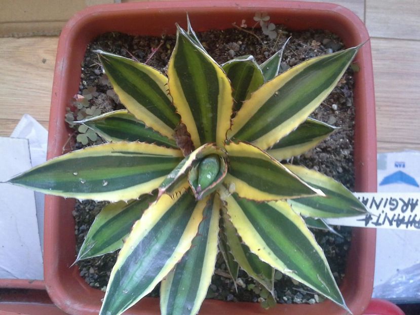 0754a53a-f00b-4c96-b0e2-d758fcc452bb - agave de vanzare 2017