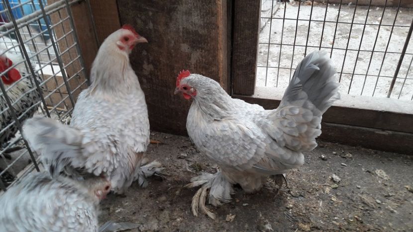 Mii de flori isabel - Mii de flori isabel