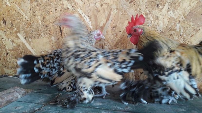 Mii de flori lemon - Mii de flori lemon