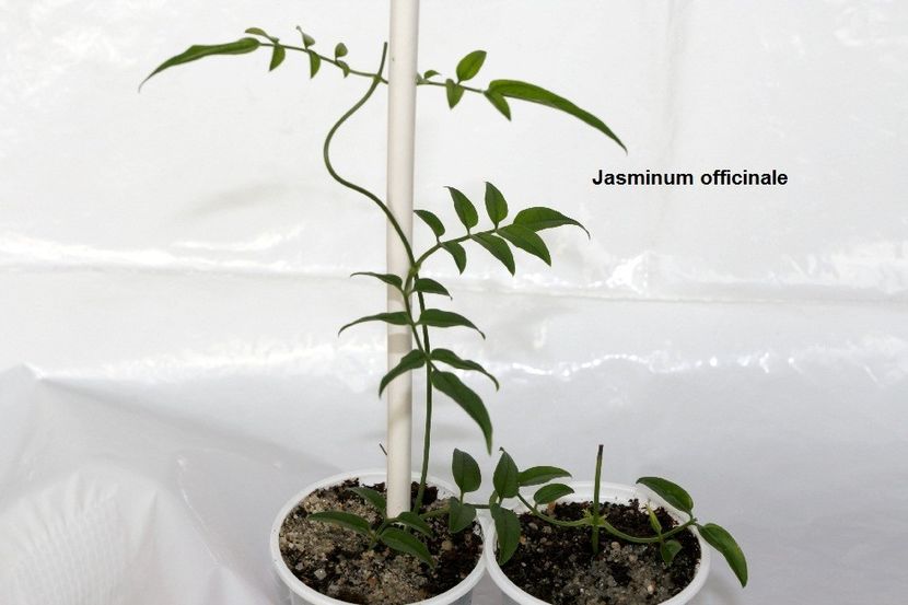 04.12.17 - 1 Iasomie- inradacinare