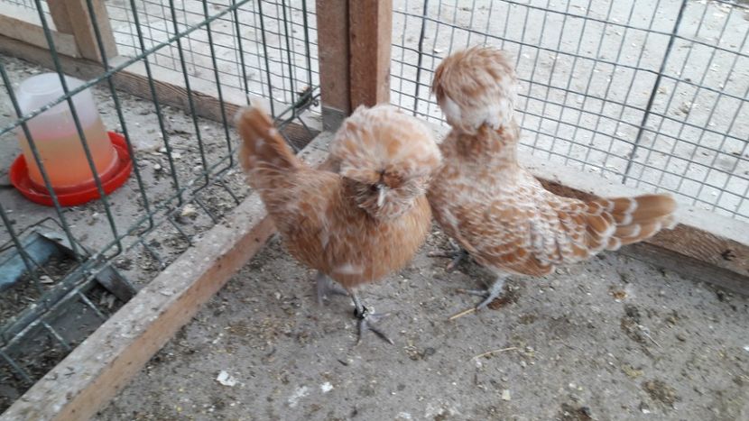 Paduana chamois - Paduana chamois