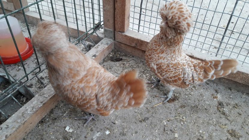 Paduana chamois - Paduana chamois