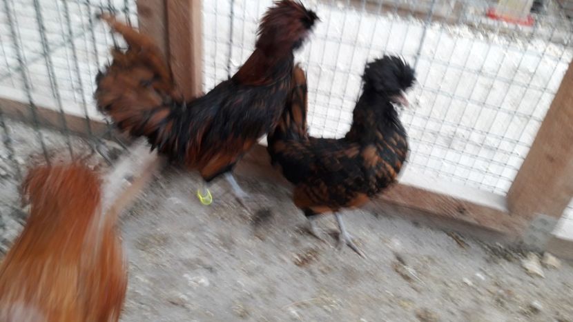 Paduana auriu - Paduana auriu