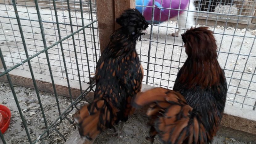 Paduana auriu - Paduana auriu