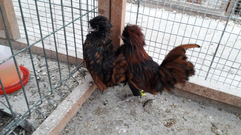 Paduana auriu - Paduana auriu