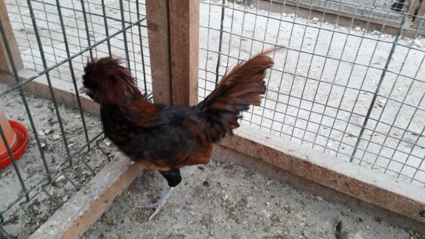 Paduana auriu - Paduana auriu