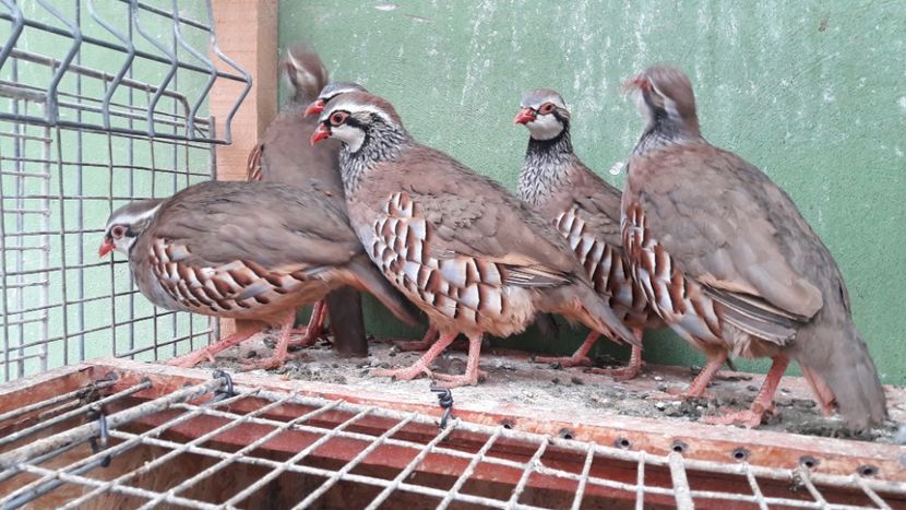 Potârnichi - Potârnichi