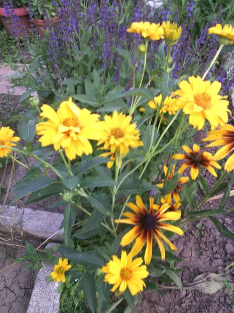  - 01-Flori din curtea mea 2017