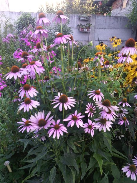  - 01-Flori din curtea mea 2017