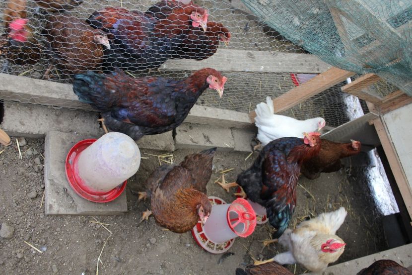  - Plymouth potarnichiu tineret