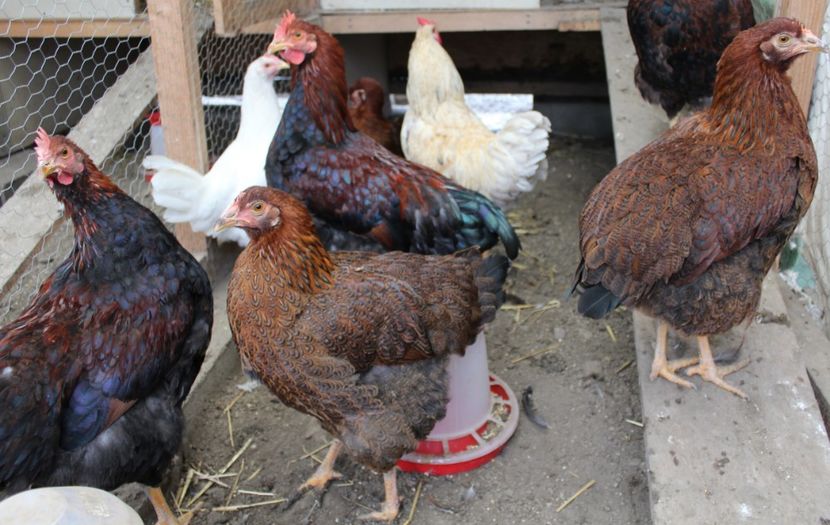  - Plymouth potarnichiu tineret