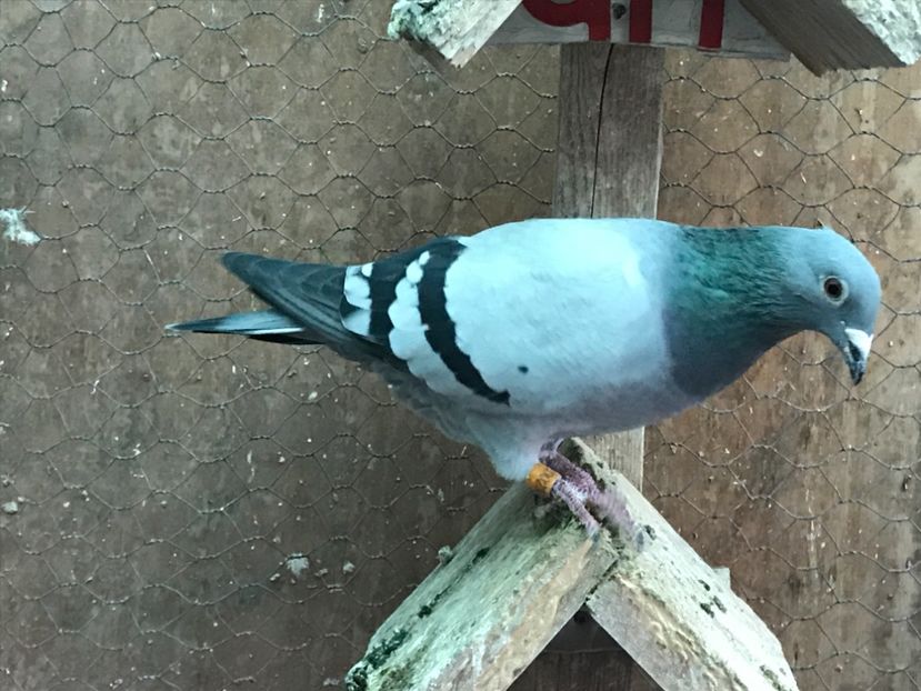 Regrnsburga - Zburatori 2017