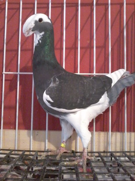  - PUI 2017