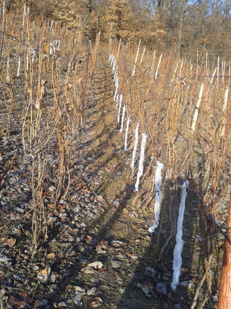 peri pt spalier pe gutui tip A - Via din Alba