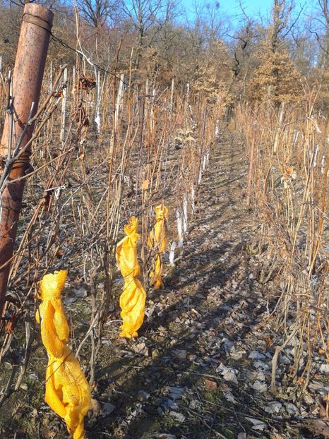 meri pt spalier pe M9 - Via din Alba