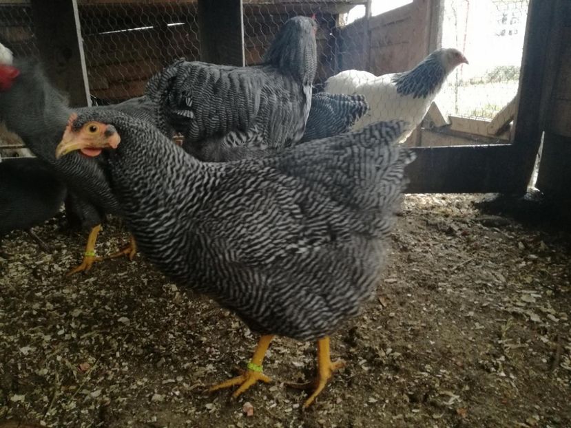 24474990_1544913722223412_26160119_o - de vanzare 2017