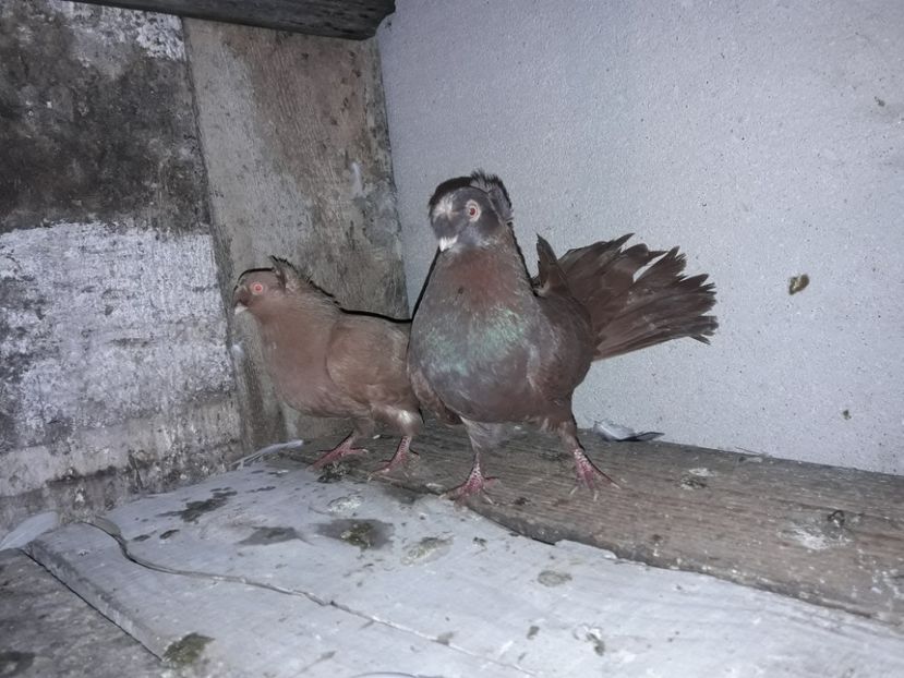 80 lei perechea - De vanzare