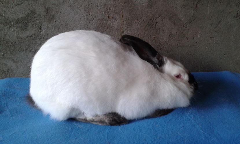 Femela 7,5luni - femela 6