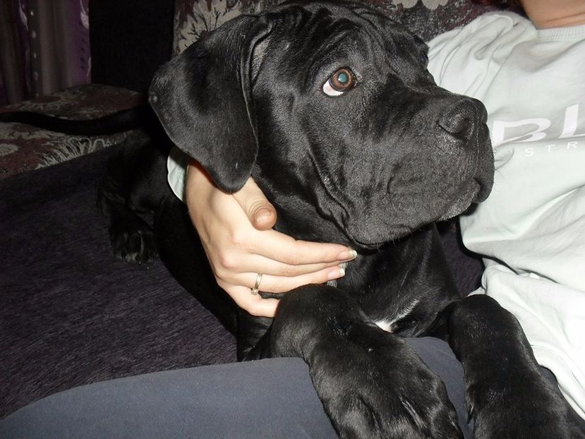  - Cane Corso Italiano METAL POWER KENNEL