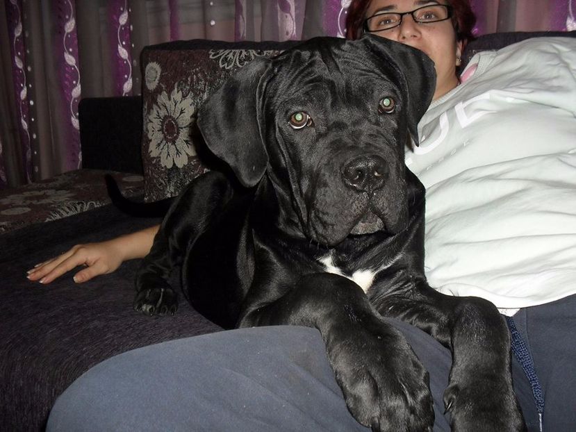  - Cane Corso Italiano METAL POWER KENNEL