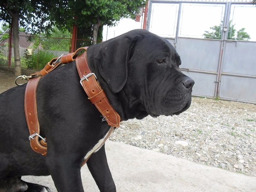  - Cane Corso Italiano METAL POWER KENNEL
