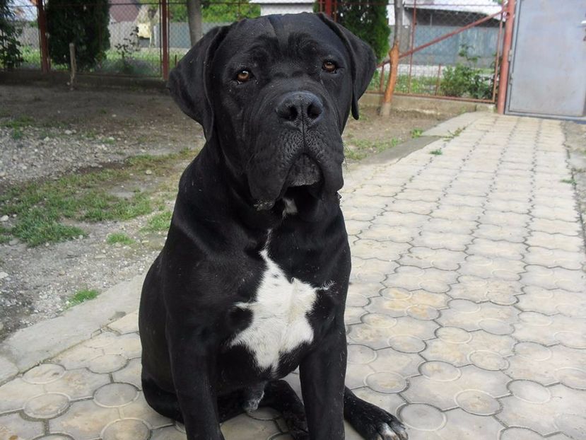  - Cane Corso Italiano METAL POWER KENNEL