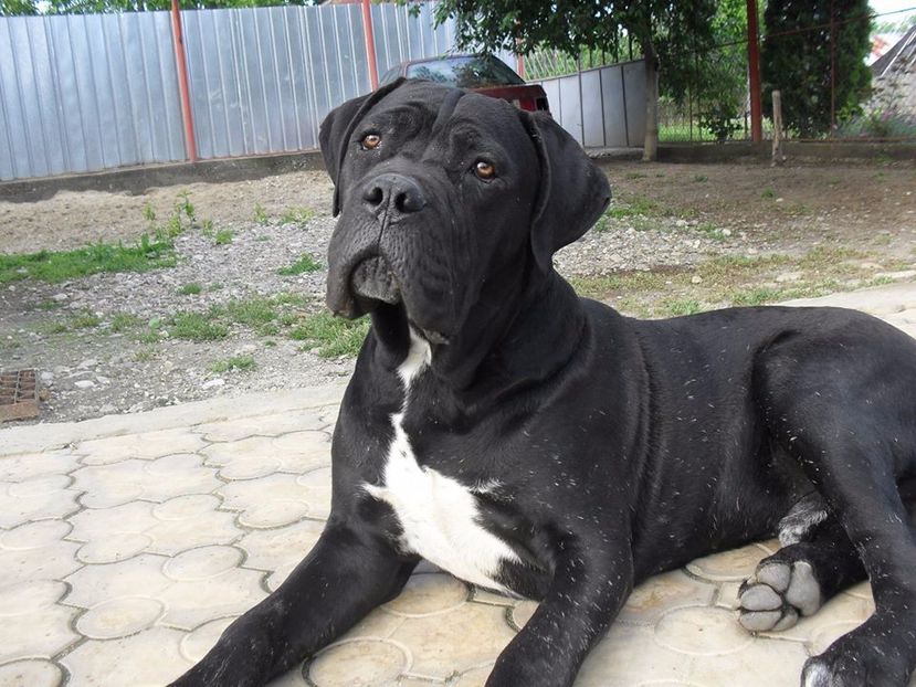  - Cane Corso Italiano METAL POWER KENNEL