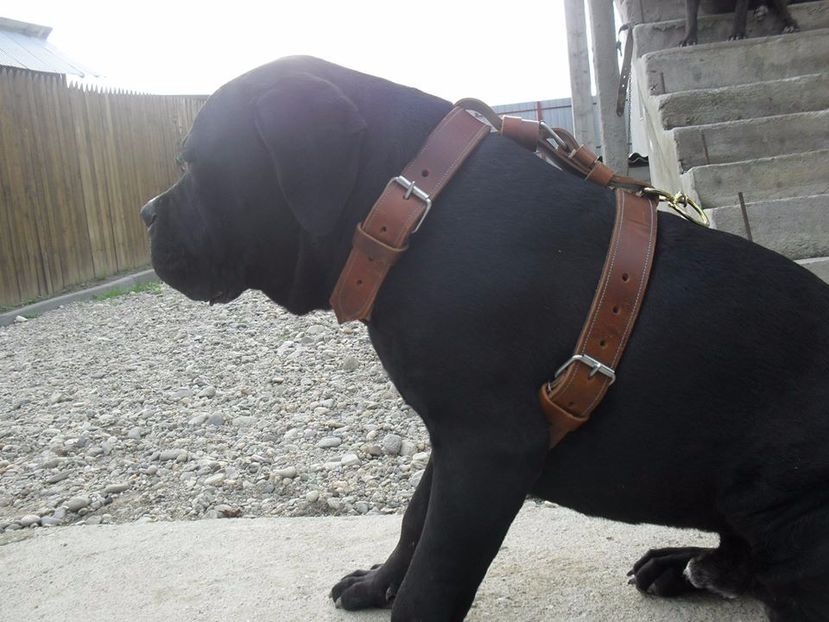  - Cane Corso Italiano METAL POWER KENNEL