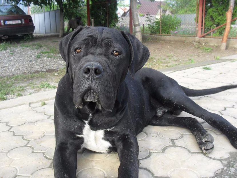  - Cane Corso Italiano METAL POWER KENNEL