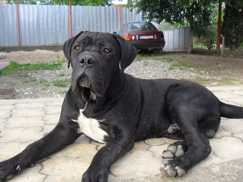  - Cane Corso Italiano METAL POWER KENNEL