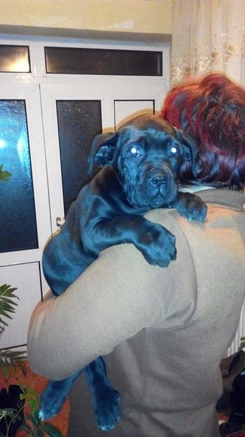  - Cane Corso Italiano METAL POWER KENNEL