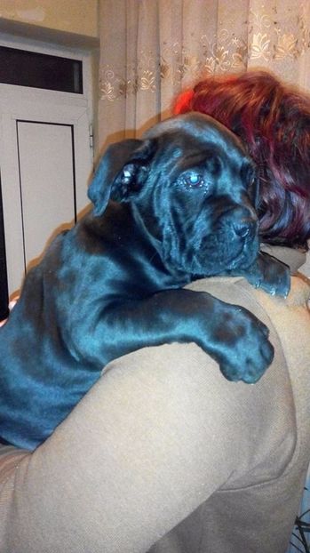  - Cane Corso Italiano METAL POWER KENNEL