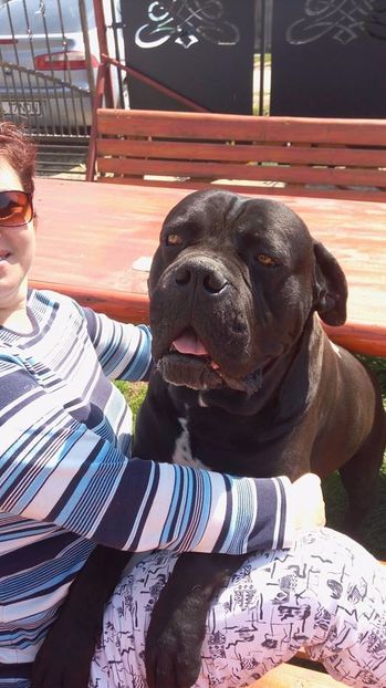  - Cane Corso Italiano METAL POWER KENNEL