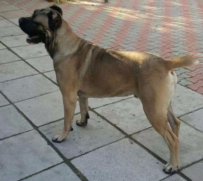 145827331_5_644x461_mascul-cane-corso-pentru-monta-dolj_rev014 - Cane Corso Italiano METAL POWER KENNEL