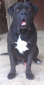  - Cane Corso Italiano METAL POWER KENNEL
