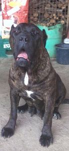  - Cane Corso Italiano METAL POWER KENNEL