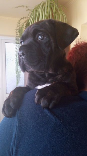  - Cane Corso Italiano METAL POWER KENNEL