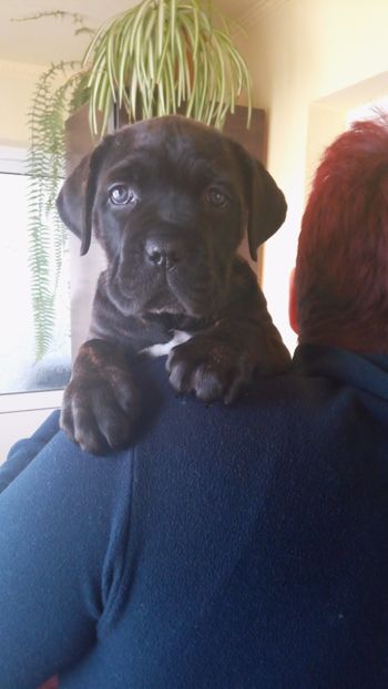  - Cane Corso Italiano METAL POWER KENNEL