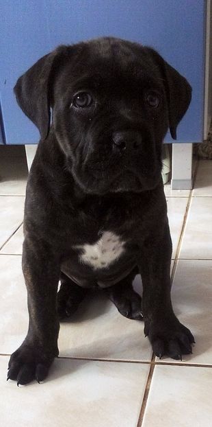  - Cane Corso Italiano METAL POWER KENNEL