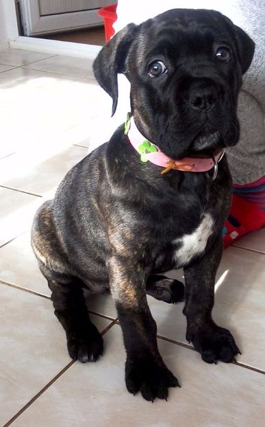  - Cane Corso Italiano METAL POWER KENNEL
