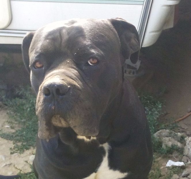  - Cane Corso Italiano METAL POWER KENNEL