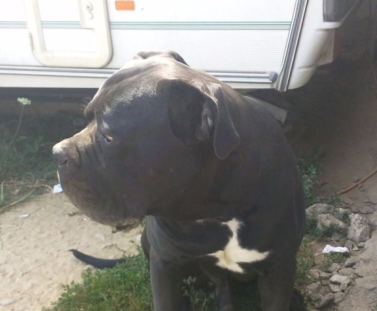  - Cane Corso Italiano METAL POWER KENNEL