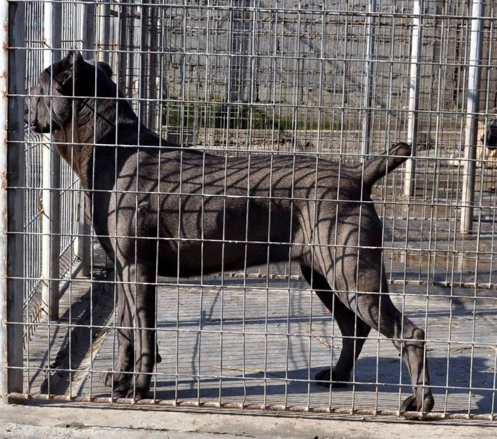 mama Astoriei - Cane Corso Italiano METAL POWER KENNEL