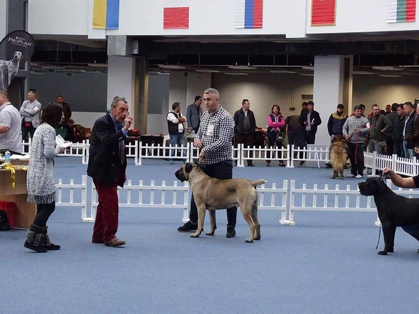 received_1245593548857293 - Cane Corso Italiano METAL POWER KENNEL