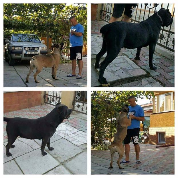 received_1245593562190625 - Cane Corso Italiano METAL POWER KENNEL