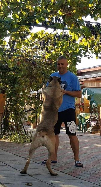 received_1245593565523958 - Cane Corso Italiano METAL POWER KENNEL