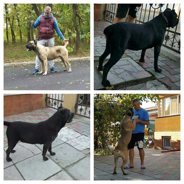 received_1245593575523957 - Cane Corso Italiano METAL POWER KENNEL